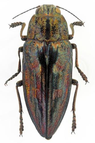 Chalcophora massiliensis